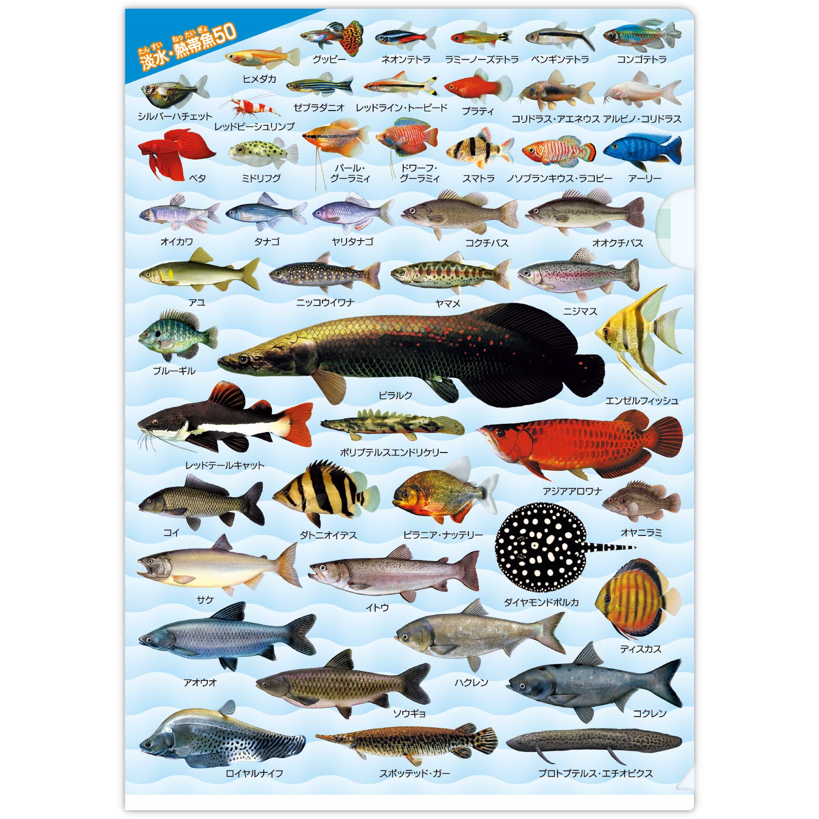 Amazon.co.jp: ザ・アクセス The ACCESS クリアファイル 淡水・熱帯魚